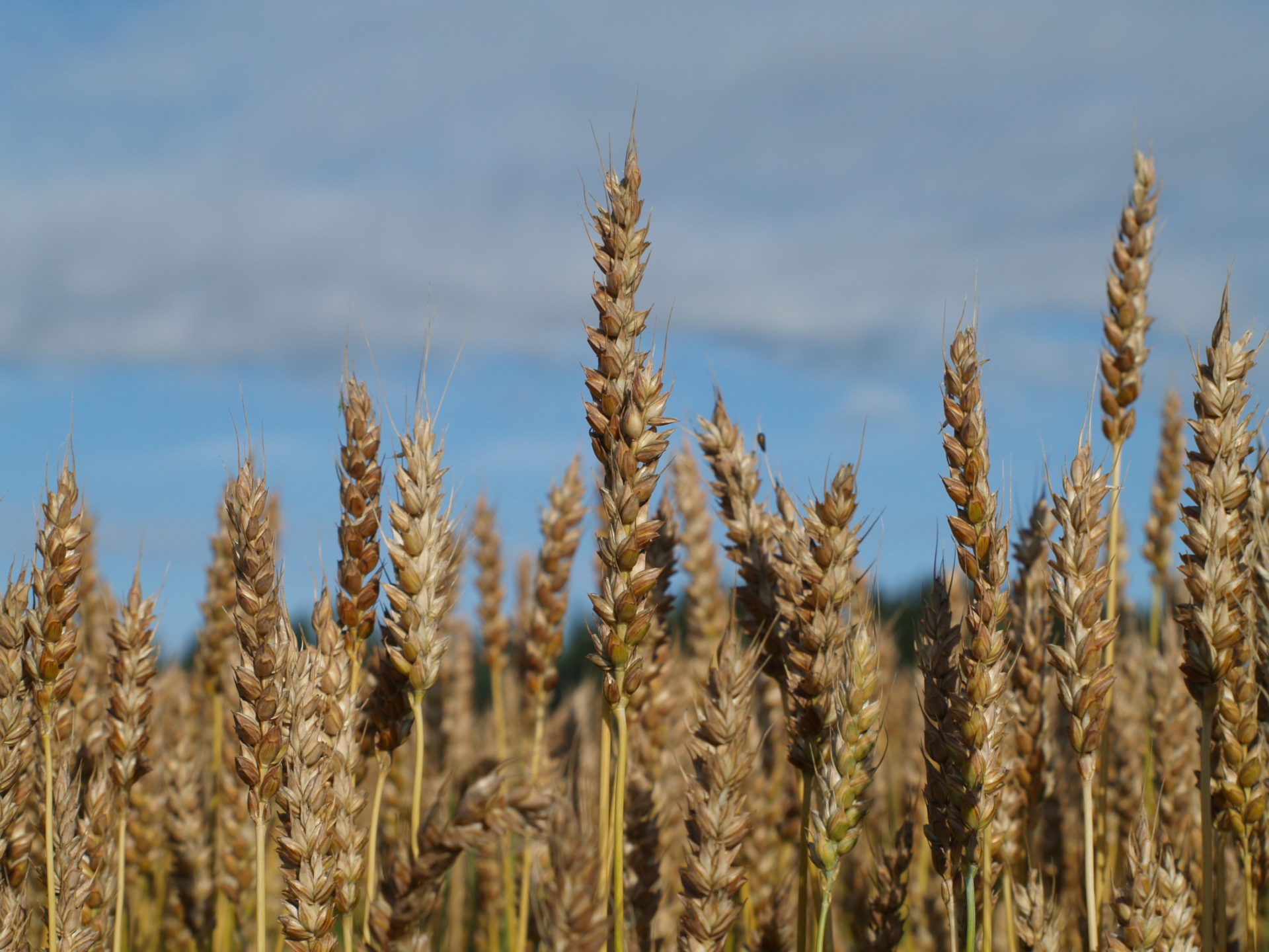viljapelto, jossa on kypsää ohraa