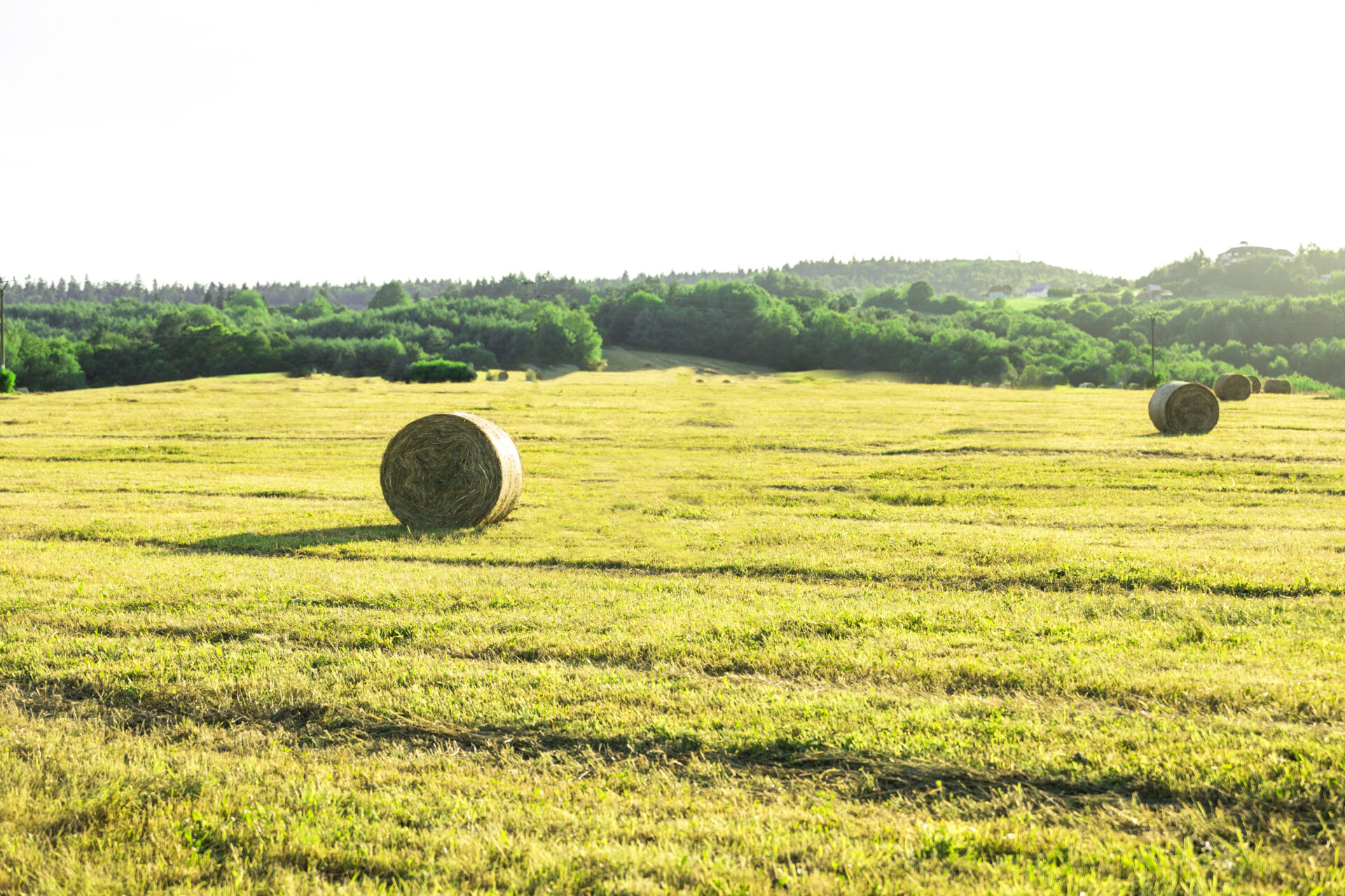 Wile 500 & Hay Core Sampler hay moisture measurement tips